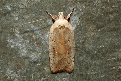 Agonopterix nervosa